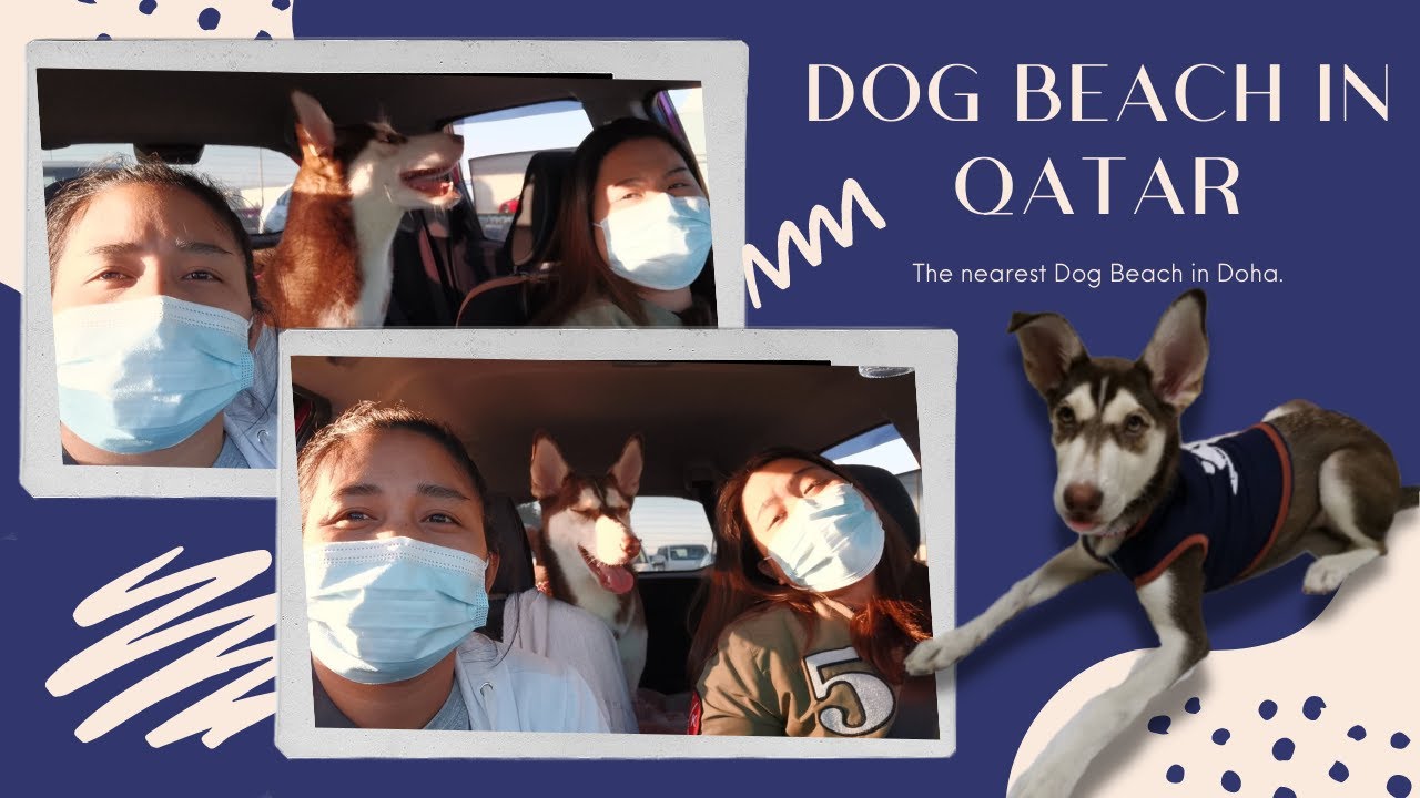 DOG BEACH IN QATAR | Failed??