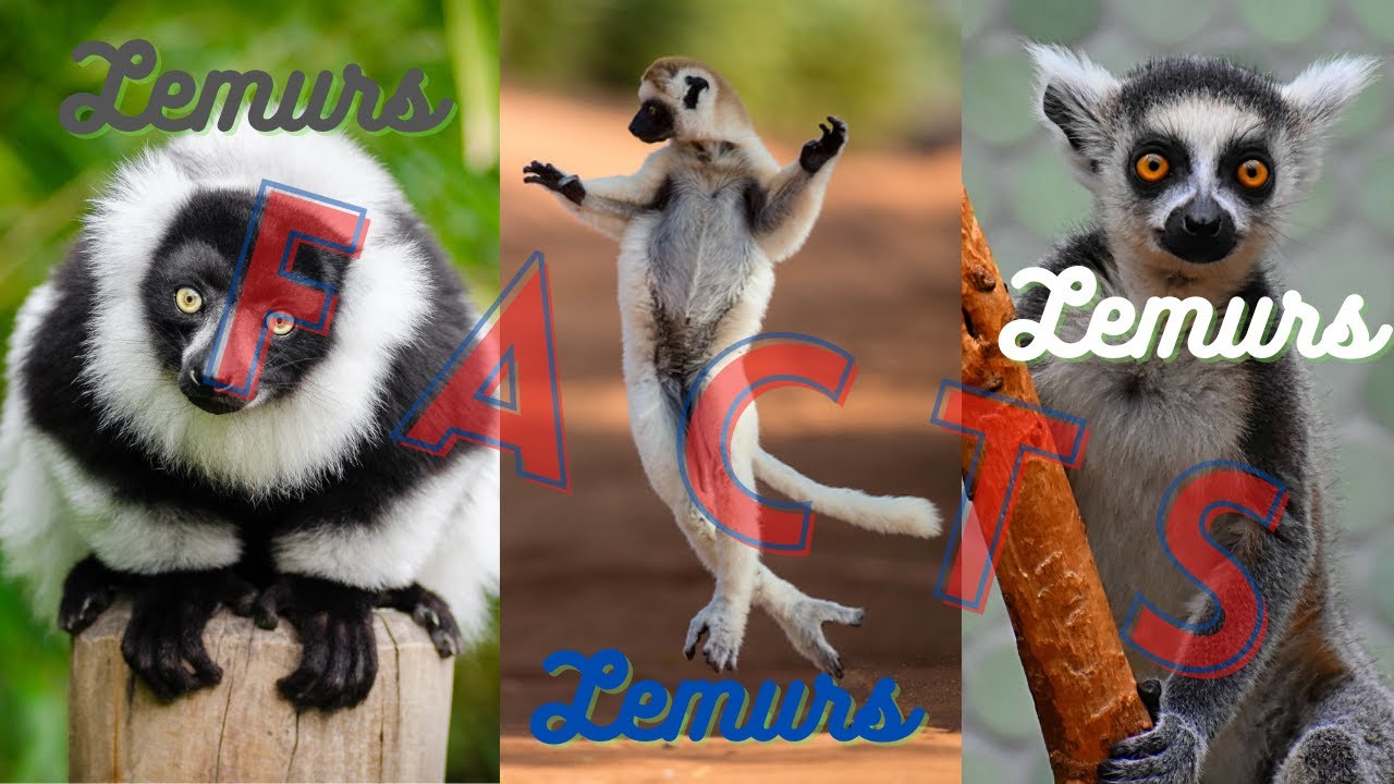 Lemurs of Madagascar - Facts about All Lemurs and the Dancing Sifaka