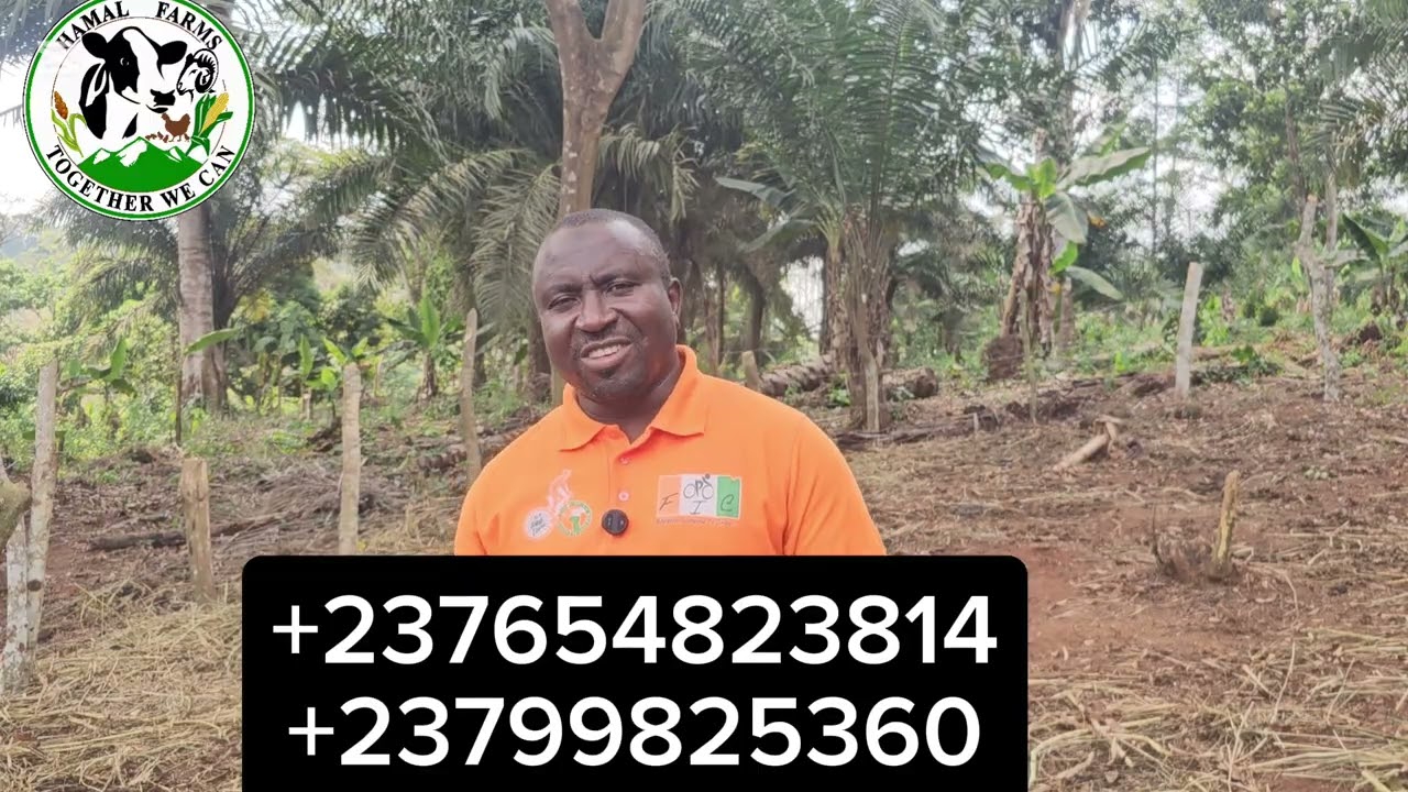 Mise en place d’une ferme intégrée à Yaounde Cameroun 