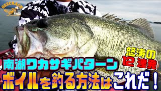 【バス釣り】ボイルを釣る方法はこれだ！怒涛のデカバス12連発！琵琶湖ワカサギパターン！（琵琶湖アキラガイドサービス）