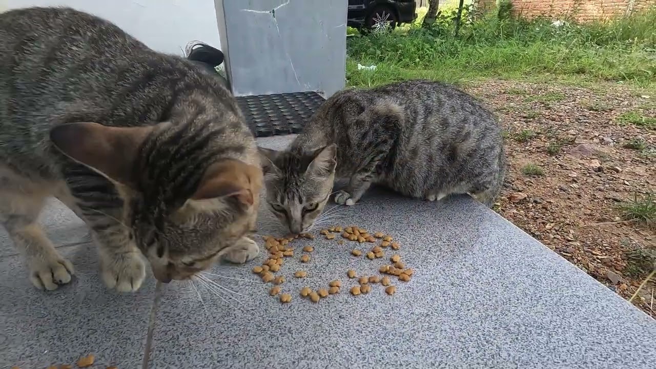 Daily Videos of Cats Eating Food Naturally
