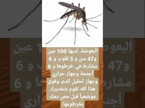 هل تعلم البعوضة لديها 100 عين و47 سن و 3 قلوب و 6 مشارط في خرطوها و 6 أجنحة وجهاز حراري