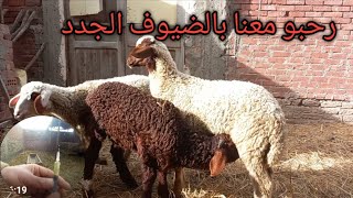 حقن الأغنام عضل/وريد/تحت الجلد - ضيوف جدد في المزرعة