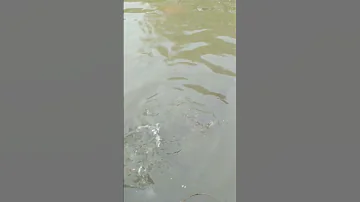 Barka Machli 2025 Shorts Fish 