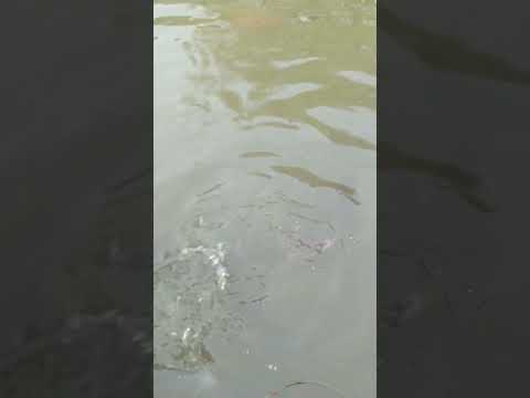 Barka Machli 2025 Shorts Fish