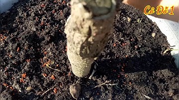 Cách Trồng Cải Bẹ Xanh Trong Chậu.. Để Có Rau Sạch Ăn.. Cực Dễ