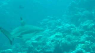 ヤップ島ブラックチップシャーク ヤップ島 検索動画30 ヤップ島ブラックチップシャーク ヤップ島 検索動画 30