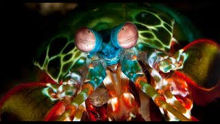 Famous TOP 3 LOUDEST ANIMALS IN THE WORLD Wealth