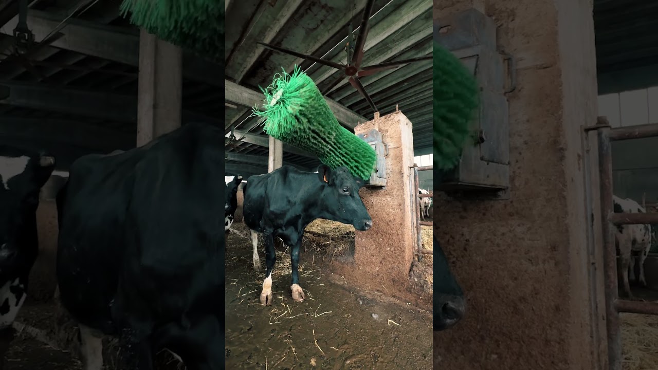 Spazzole desiderabili