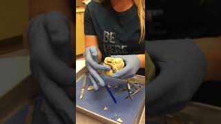 part 1 sheep heart dissection
