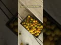 Indian Sweet Lemon #yummy sweet lemon #recipe desi mausami #streetfood