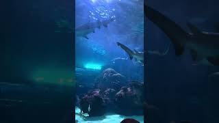 Tour Ripley‘s aquarium of Canada with us...