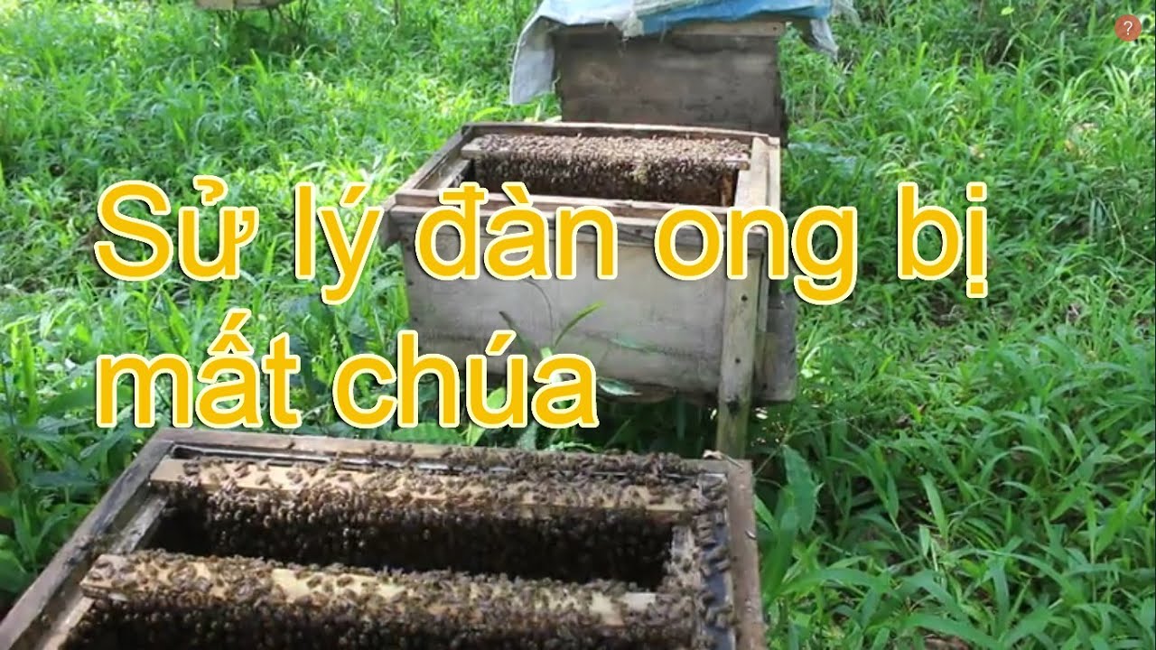 Sử lý đàn ong bị mất chúa
