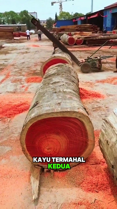The Most Expensive and Strongest Wood in the World