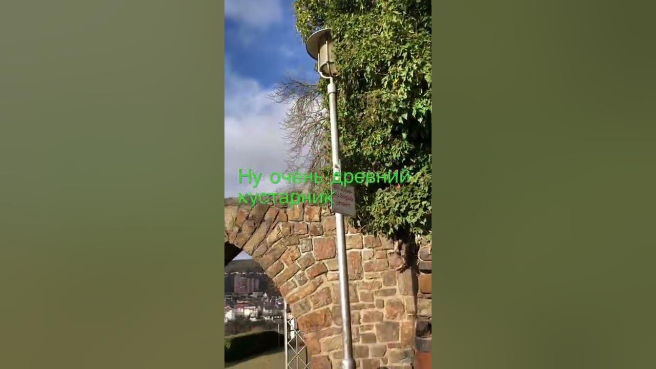 Кустарник - YouTube