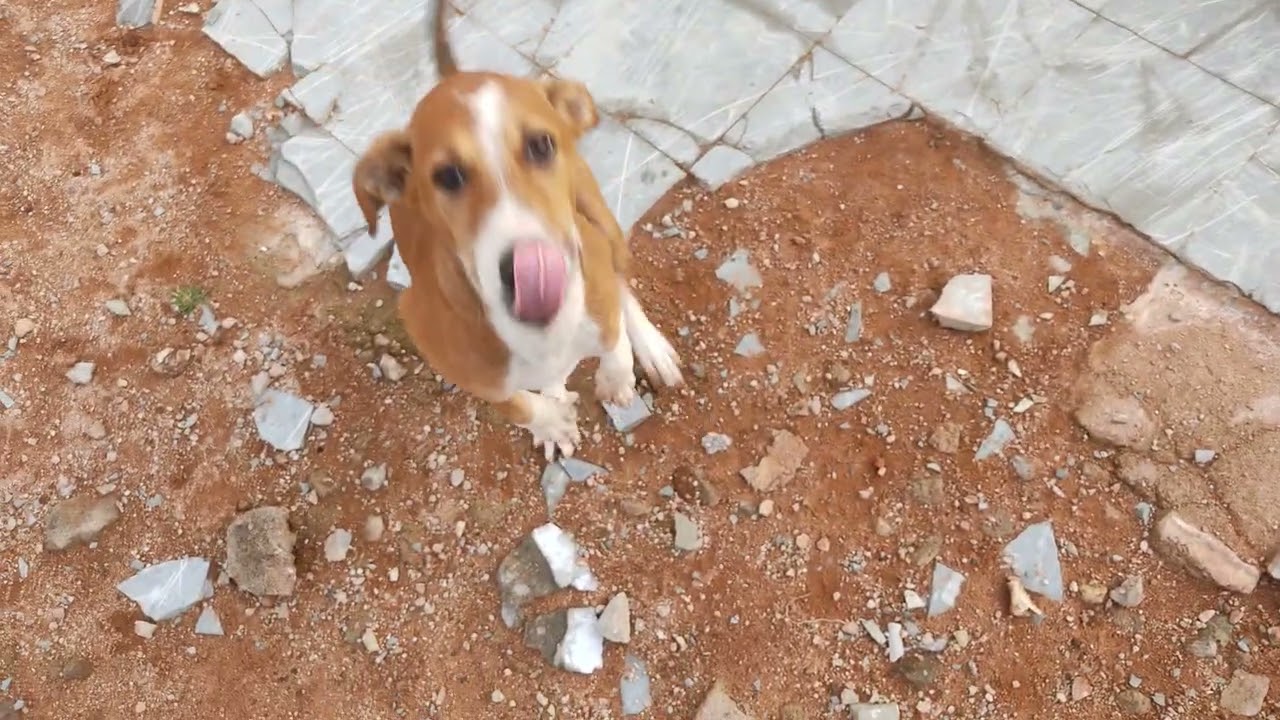 They make me feel guilty🐕😔||