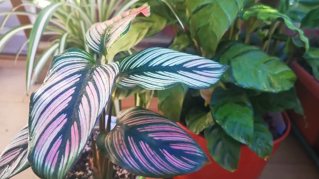 Tidy up after long time: White Fusion and White star