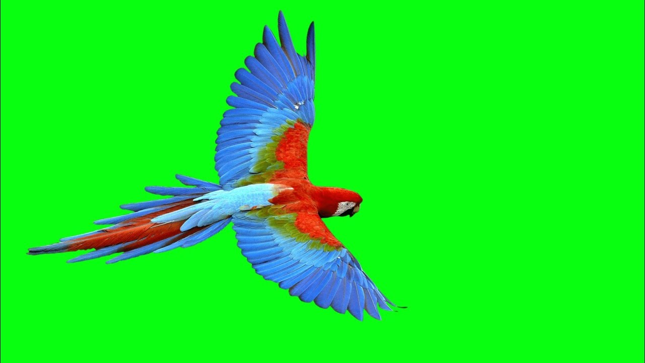 ⭐parrot falaing green screen video background chorma key HD quality