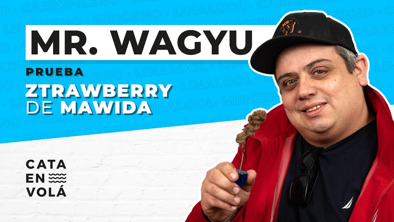 MR. WAGYU PRUEBA LA VARIEDAD ZTRAWBERRY DE MAWIDA