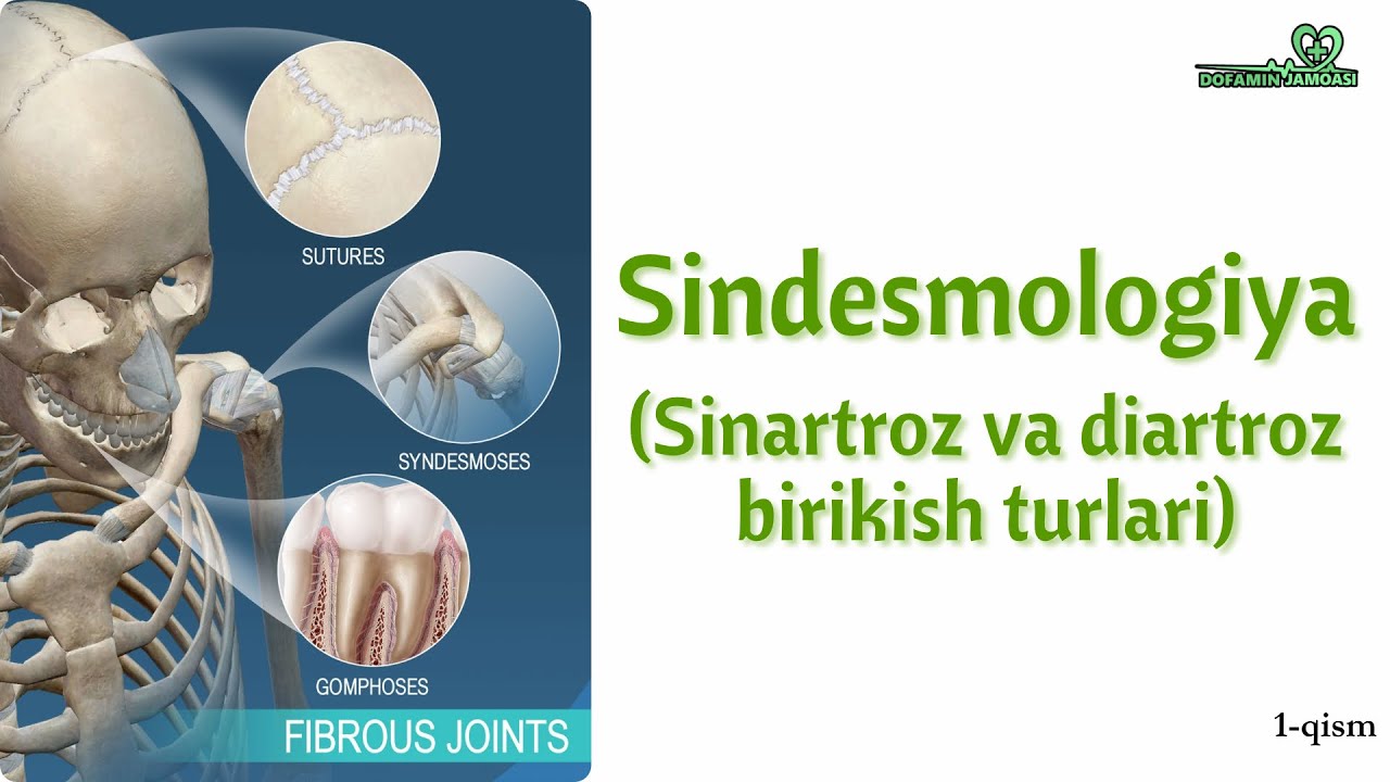 Sindesmologiya kirish | Sinartroz va Diartroz birikish turlari | Artrologiya | Anatomiya