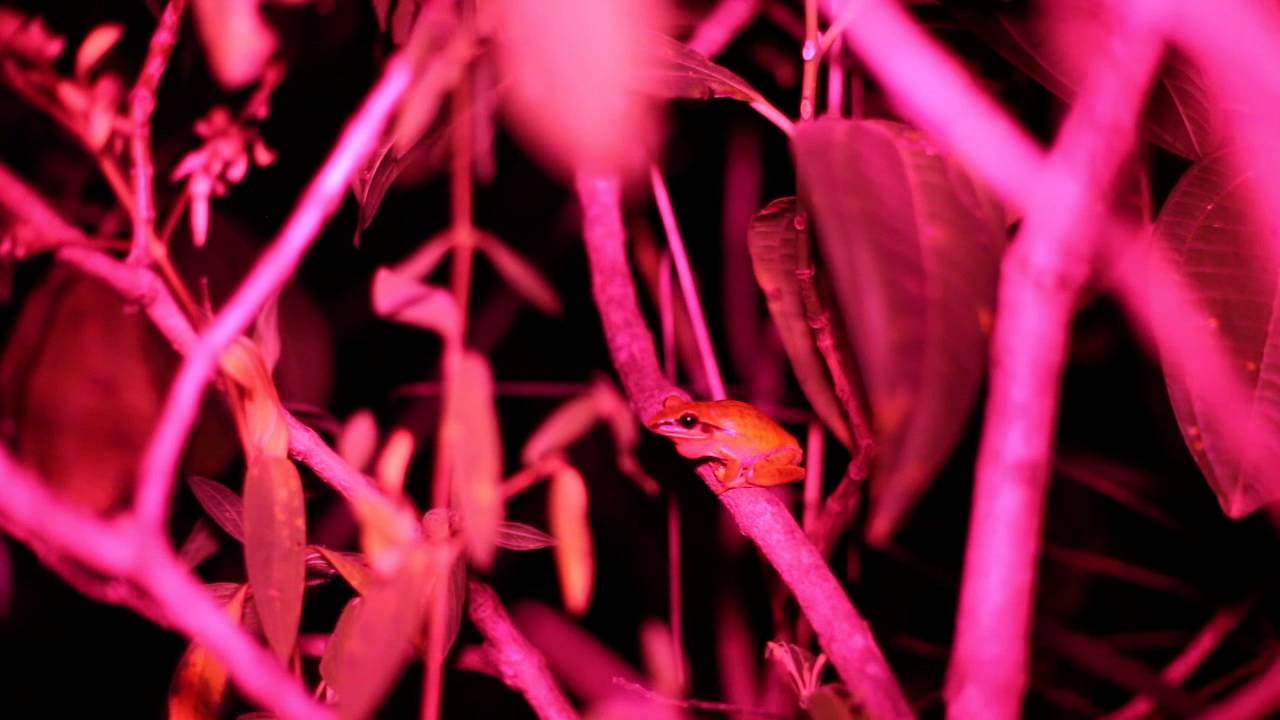 Vocalização de Hypsiboas albopunctatus