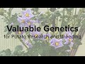 Valuable Genetics for Potato Research and Breeding