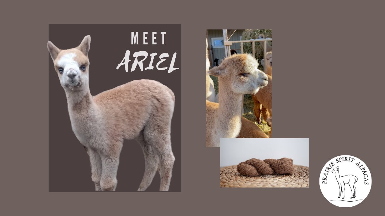 Meet Ariel The Blue Eyed Alpaca Prairie Spirit Alpacas YouTube