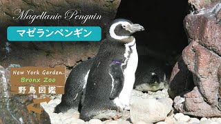 野鳥図鑑【Bronx Zoo】: Magellanic Penguin (マゼランペンギン) - YouTube