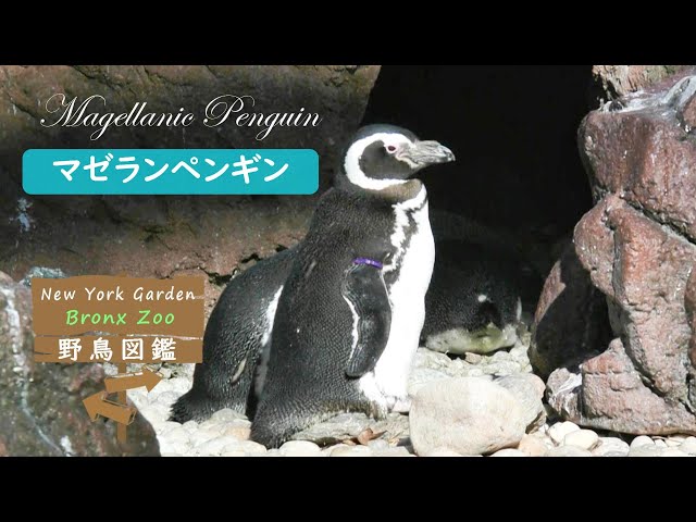 野鳥図鑑【Bronx Zoo】: Magellanic Penguin (マゼランペンギン) - YouTube