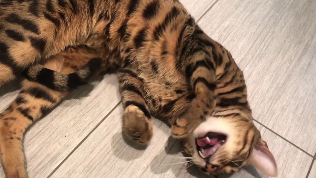 Bengal Cat Is Extremely Affectionate YouTube bengal-cat-is-extremely-affectionate-youtube