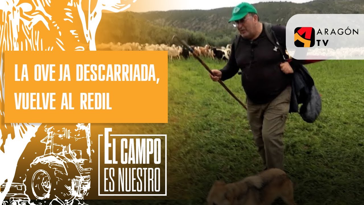 La oveja descarriada, vuelve al redil - YouTube
