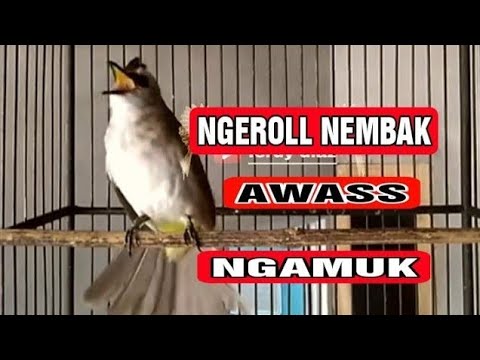 Trucuk bisu langsung nyamber di pancing dengan suara trucuk ngekek ngeroll dan nembak ini