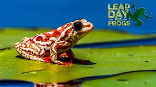 Leap Day for Frogs 2024: Saving Amphibians from Silent Decline 🐸 #LeapDayForFrogs by Lion Mountain TV 306 views 2 months ago 1 minute, 51 seconds