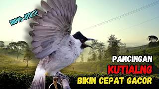 Download lagu Suara Burung Kutilang Gacor Garuda Paling Ampuh Untuk Masteran Dan Pikat
