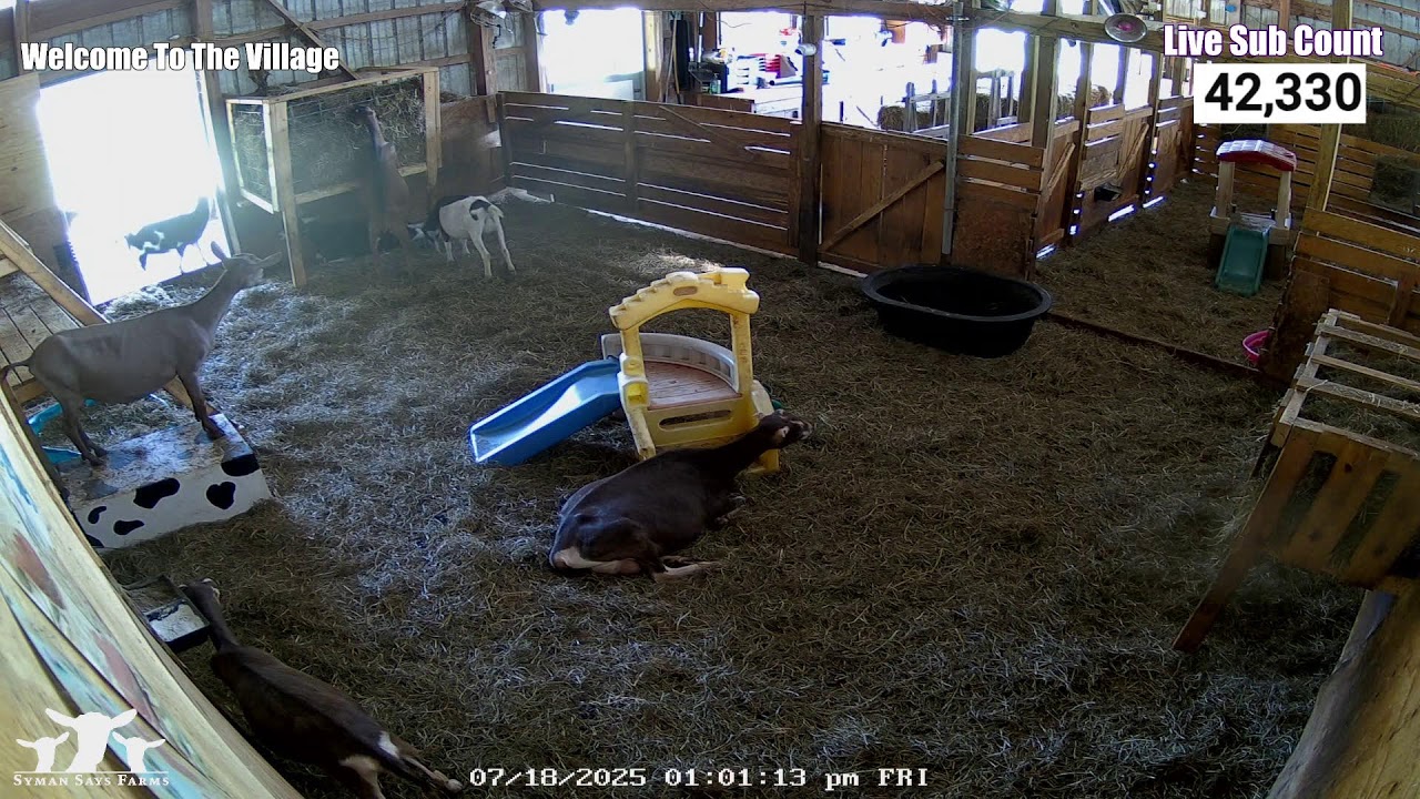 🐐 Live Goat Barn - Syman Says Farms - Come On In 🐐