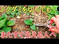 ドクダミ駆除|目からうろこの実験映像を3種類お見せします。