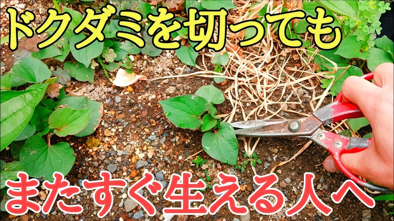 ドクダミ駆除|目からうろこの実験映像を3種類お見せします。