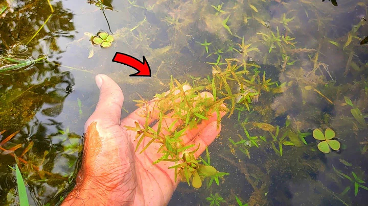 Live Aquarium Plants in the Wild | Finding Wild Aquarium Plants |CrazyF India