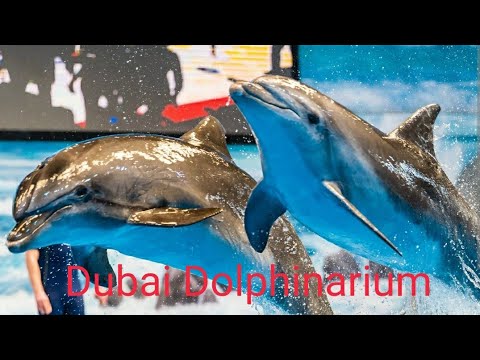 Dubai Dolphinarium #dubai #dolphindance #viral #trendingvideo #mominiftitravelling #4k #travel #me