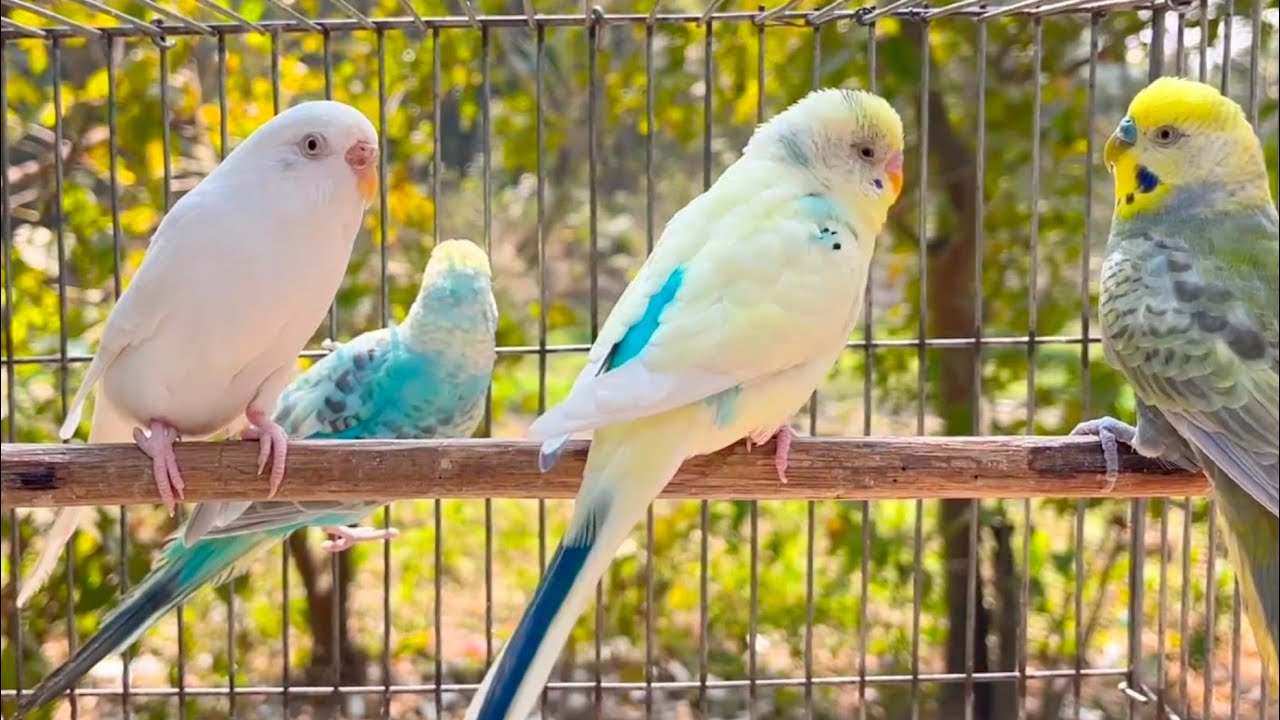 Parakeets CHIRPING to help LONELY Budgie//Parakeets OVER 10 Hours - YouTube