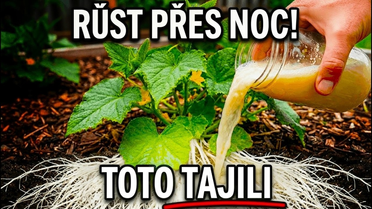 Kořeny explodují a úroda se ztrojnásobí: Stačí jedna zálivka tímto domácím zázrakem!