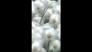 سورة الفاتحة_الشيخ أحمد النفيس