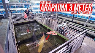 BORONG!!! DI TOKO IKAN PREDATOR DAN IKAN HIAS TERBESAR DI YOGYAKARTA!!!  KAGET NEMU ARAPAIMA 3METER