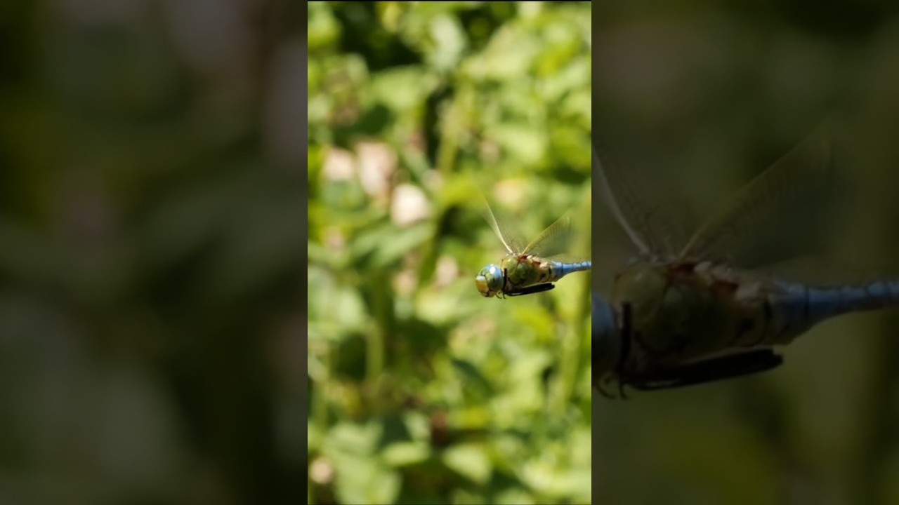 Libélula emperador cazando en vuelo.  