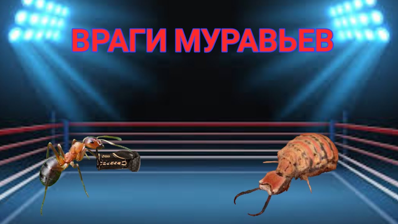 Какие враги есть у муравьев ? - YouTube