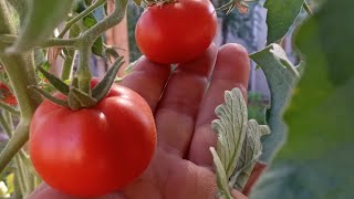 Heirloom Tomato 🍅 Seed Fermentation 101....Process and Ferment your seeds like the Pros.