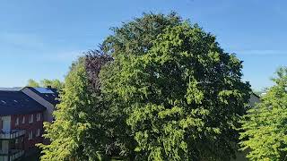 Green sunny day #sunday