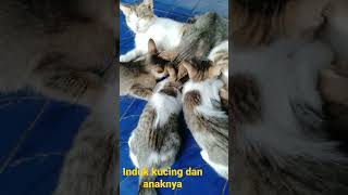 Induk Kucing Lagi Menyusui Anaknya Part 2