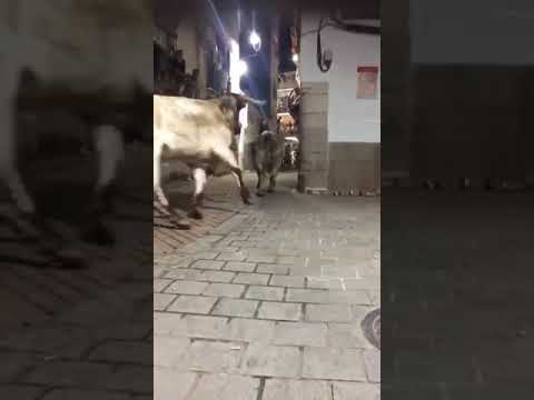 شاهد قوه الثور الجاموس فيديو مضحك