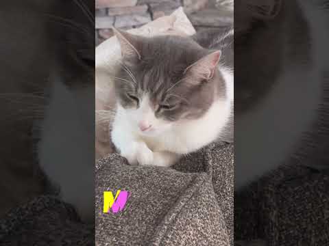 Baby Cat's Monday